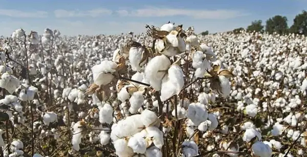 Cotton-Production