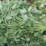 Fenugreek