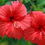 Hibiscus