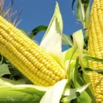 Maize