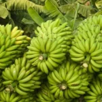 Banana Producing