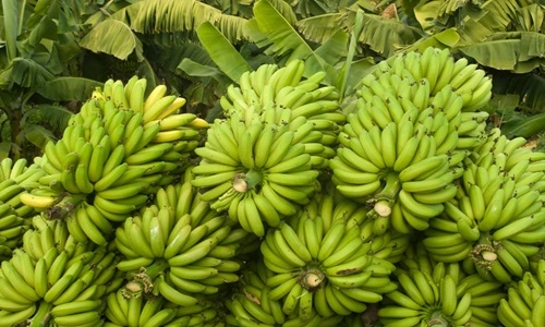 Banana Producing
