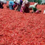 Chilli Producing