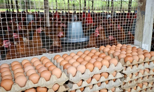 Egg Producing