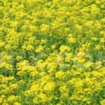 Mustard Producing