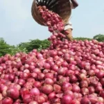 Onion Producing