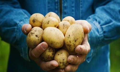 Potato Producing