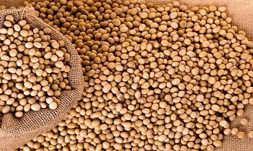  Soybean Producing