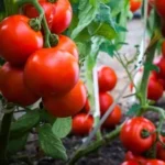 Tomato production in India