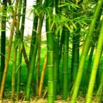 Bamboo Producing