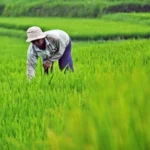 Rice Producing