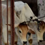 Cow Slaughter