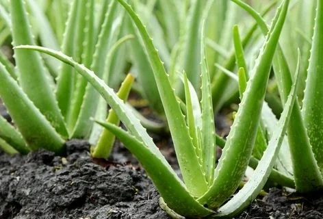 Aloe Vera