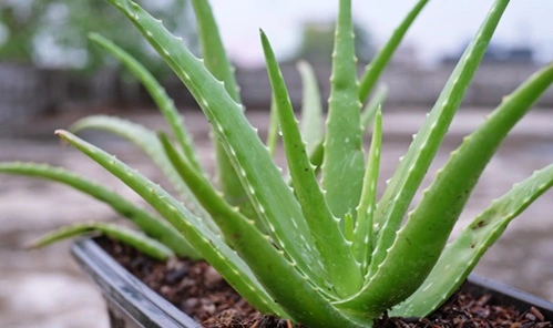 Aloe Vera