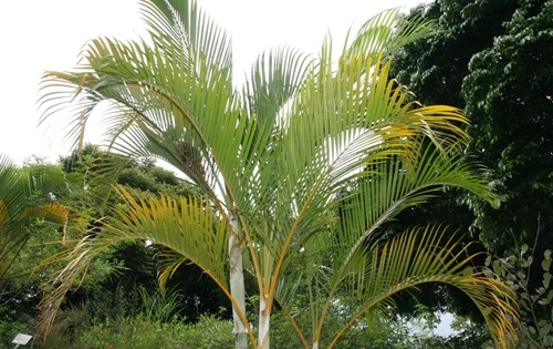 Areca Palm