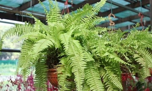 Boston Fern