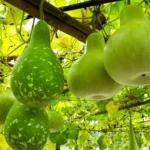 Bottle Gourd