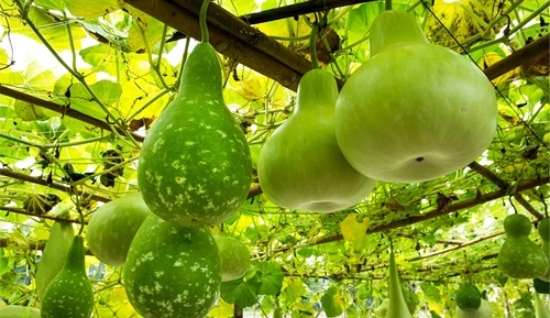 Bottle Gourd