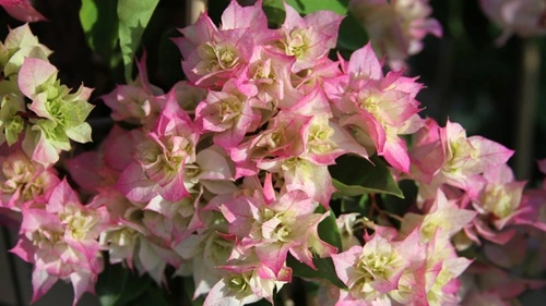 Bougainvillea 