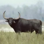 Buffalo