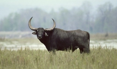 Buffalo