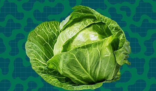 Cabbage 