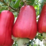 Cashew Varieties