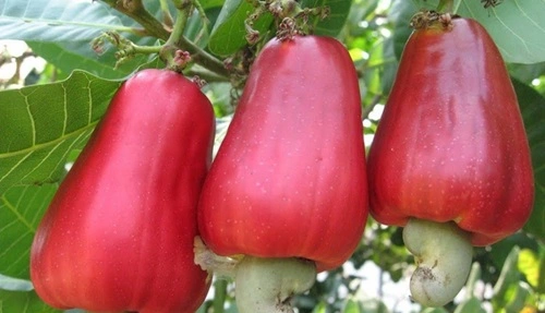 Cashew Varieties