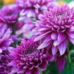 Chrysanthemum