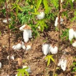 Cotton