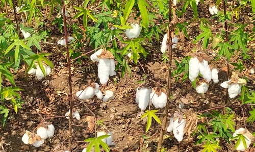 Cotton