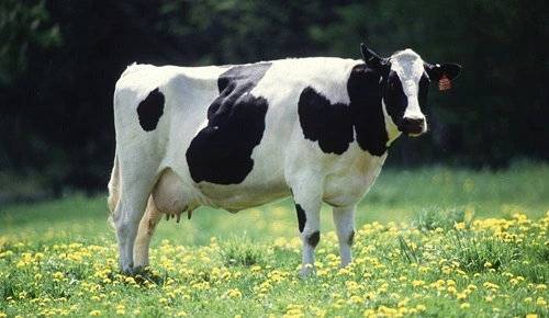 Cow