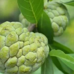 Custard Apple