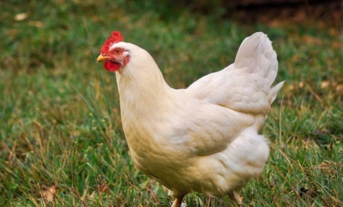 Hen