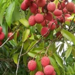 Litchi