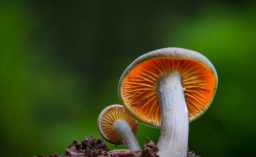 Mushroom