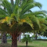 Palm Tree