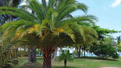 Palm Tree