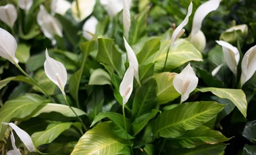 Peace Lily