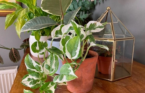 Pothos (Epipremnum aureum)