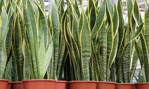 Snake Plant