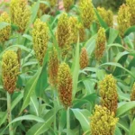 Sorghum