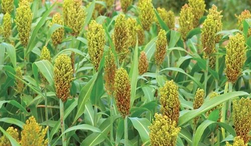 Sorghum 