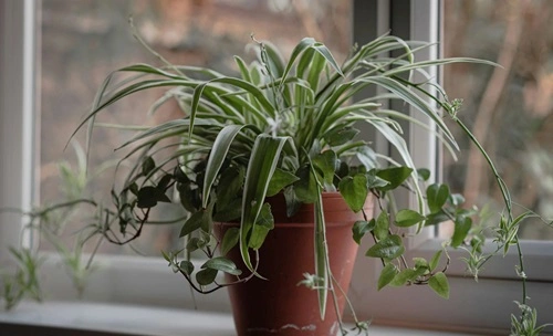 Spider Plant