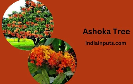 Ashoka Tree