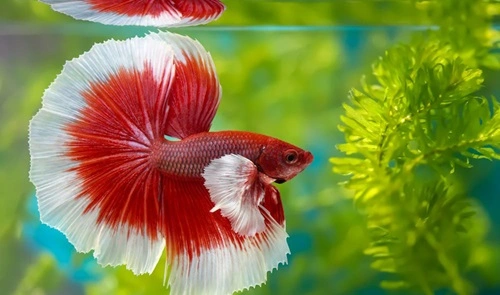 Betta Fish