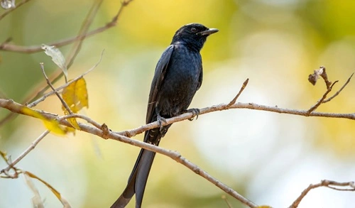 Black Drongo (Dicrurus macrocercus)