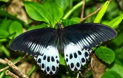 Blue Mormon (Papilio polymnestor)