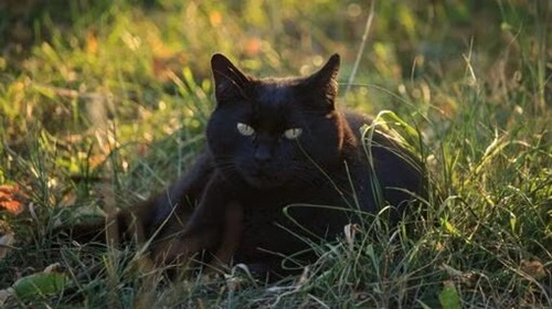 Bombay Cat