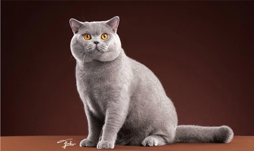 British Shorthair